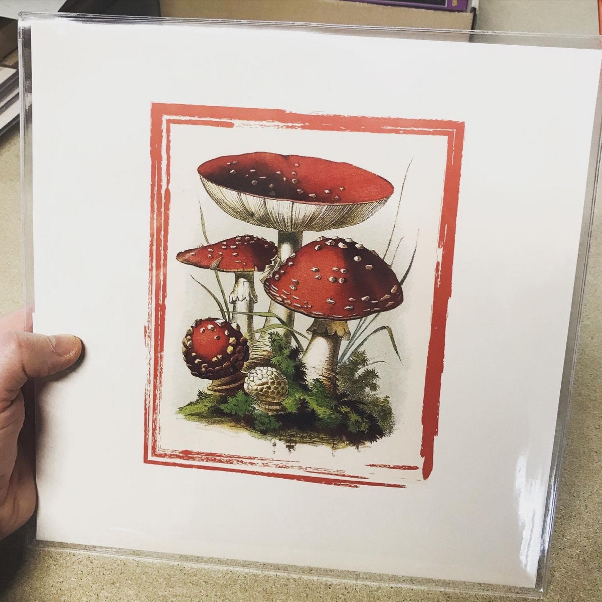 [SOLD OUT] MUSHROOM VILLAGE / MUSHROOM GRANDPA "split" vinyl 10" (lim.100, numbered, color, 180g)