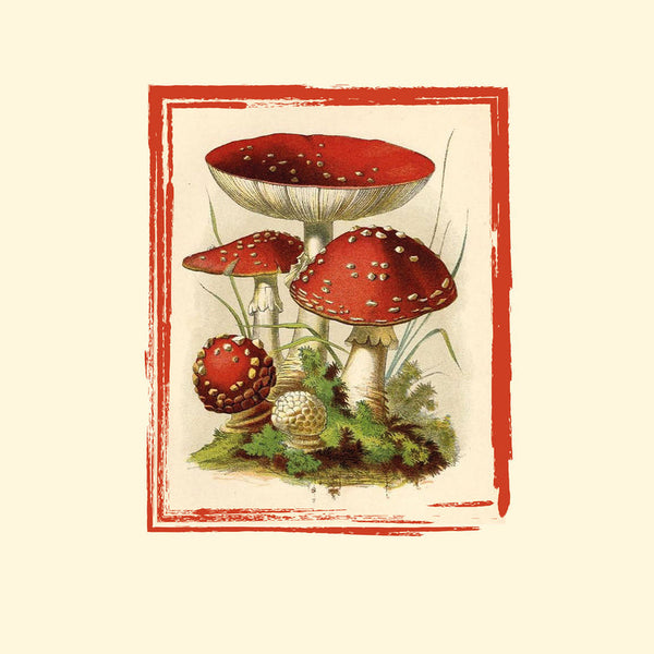 [SOLD OUT] MUSHROOM VILLAGE / MUSHROOM GRANDPA "split" vinyl 10" (lim.100, numbered, color, 180g)